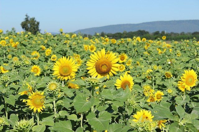 Free download Sun Flower Field Blossom -  free photo template to be edited with GIMP online image editor