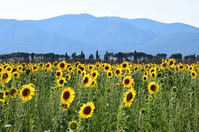 Descarga gratuita Sunflower Field Mountain: foto o imagen gratuita para editar con el editor de imágenes en línea GIMP