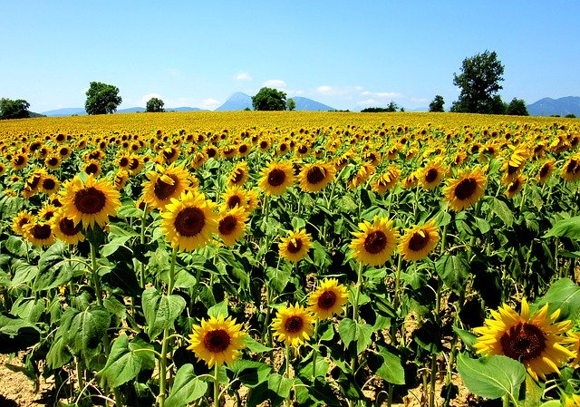 Free download Sunflower Field Nature -  free photo or picture to be edited with GIMP online image editor