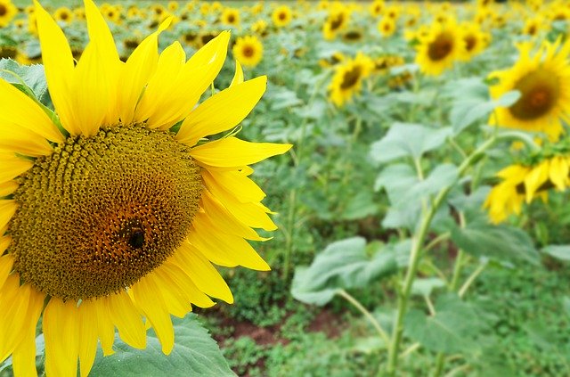 Unduh gratis Sunflower Fields Flower - foto atau gambar gratis untuk diedit dengan editor gambar online GIMP