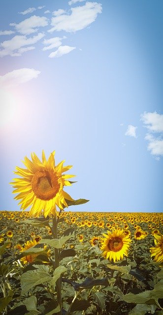 Free download Sunflower Field Sky Phone -  free photo or picture to be edited with GIMP online image editor