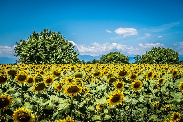 Descarga gratuita Sunflower Field Trees: foto o imagen gratuita para editar con el editor de imágenes en línea GIMP