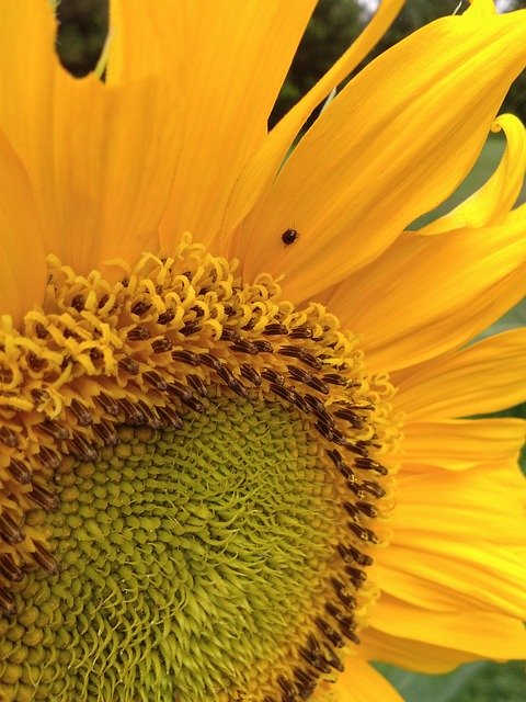 Descarga gratuita Sunflower Flower - foto o imagen gratuita para editar con el editor de imágenes en línea GIMP
