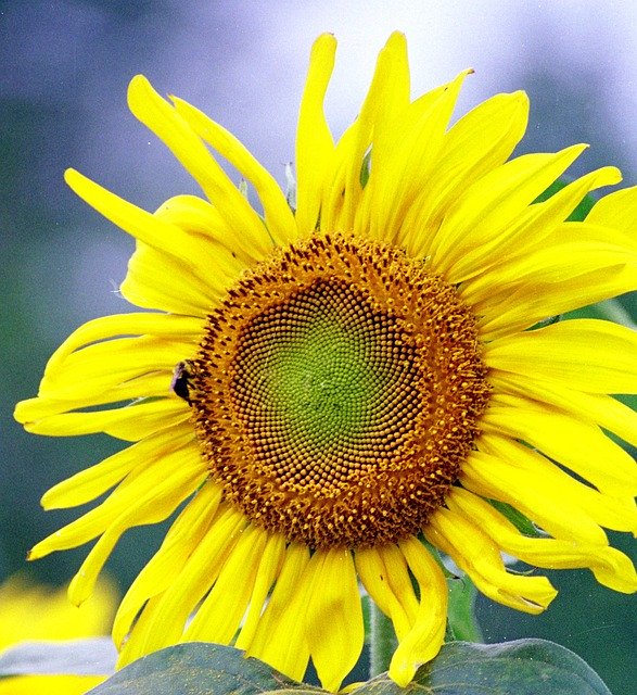 Free download Sunflower Flower Bee -  free photo or picture to be edited with GIMP online image editor