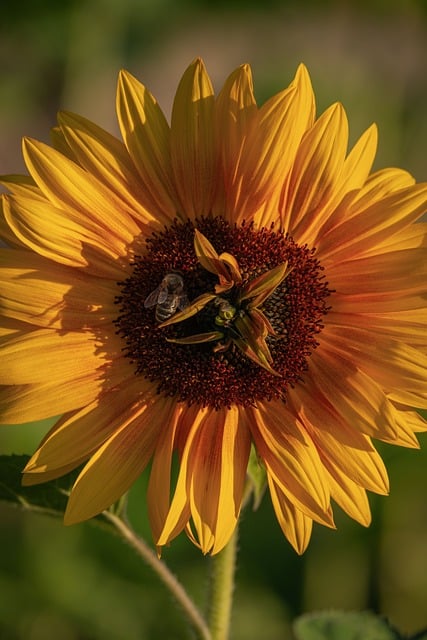 Free download sunflower flower bloom flora free picture to be edited with GIMP free online image editor