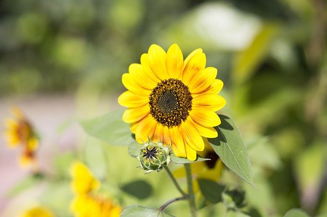Free download sunflower flower bloom y yellow free picture to be edited with GIMP free online image editor