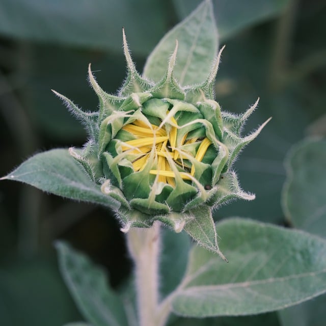Gratis download Sunflower Flower Blossom - gratis foto of afbeelding om te bewerken met GIMP online afbeeldingseditor