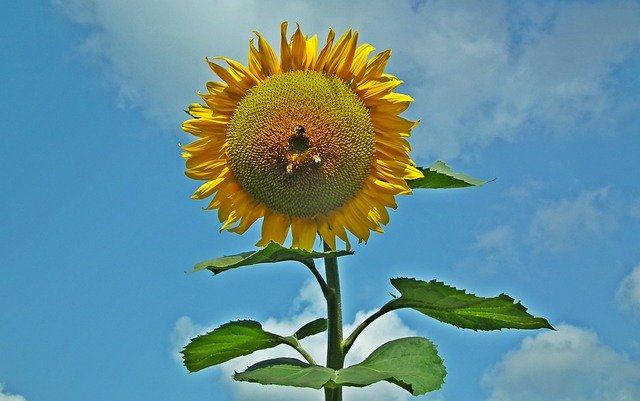 Download gratuito Girasole decorativo floreale - foto o immagine gratuita da modificare con l'editor di immagini online di GIMP