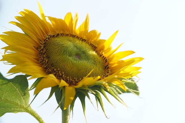Free download sun flower flower flora nature free picture to be edited with GIMP free online image editor
