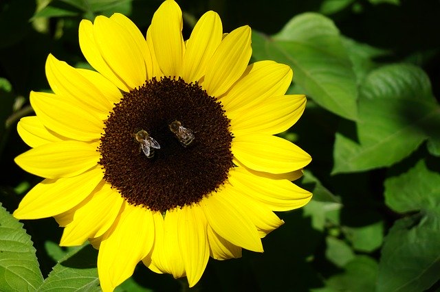 Free download Sunflower Flower Garden -  free photo or picture to be edited with GIMP online image editor