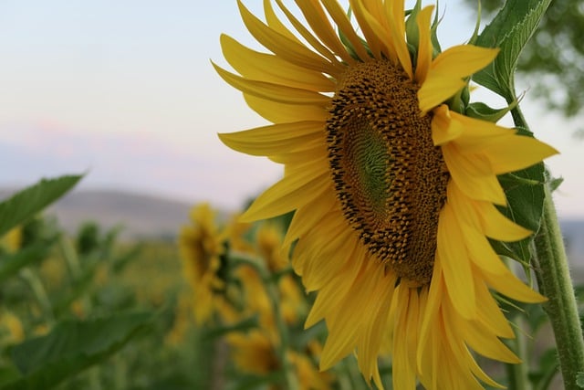 Baixe gratuitamente a imagem gratuita da botânica da natureza da flor do girassol para ser editada com o editor de imagens on-line gratuito do GIMP