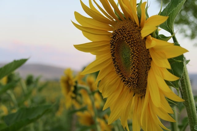 Kostenloser Download von Sonnenblumenblumen, Natur, Botanik, kostenloses Bild, das mit dem kostenlosen Online-Bildeditor GIMP bearbeitet werden kann