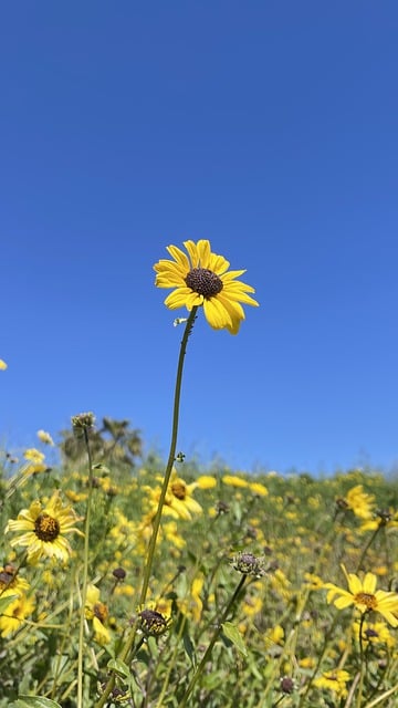 Free download sun flower flower nature forest free picture to be edited with GIMP free online image editor