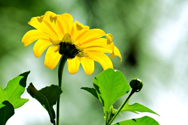 Free download sunflower flower petals buds flora free picture to be edited with GIMP free online image editor