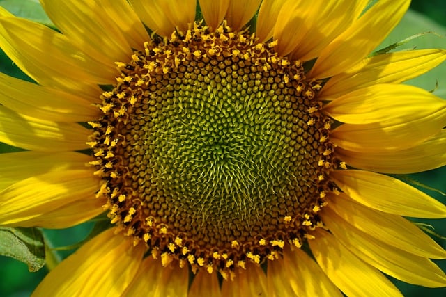 دانلود رایگان عکس مادگی گلبرگ گل آفتابگردان برای ویرایش با ویرایشگر تصویر آنلاین رایگان GIMP