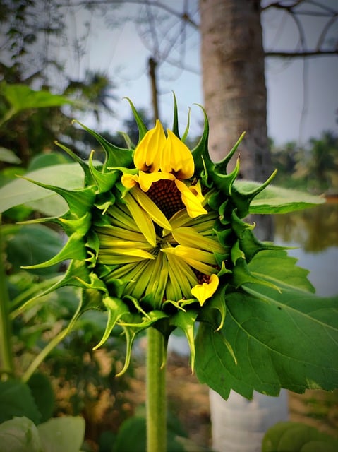 Free picture Sunflower Flower Plant -  to be edited by GIMP free image editor by OffiDocs