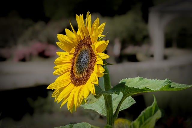 قم بتنزيل Sunflower Flower Plant - صورة مجانية أو صورة مجانية ليتم تحريرها باستخدام محرر الصور عبر الإنترنت GIMP