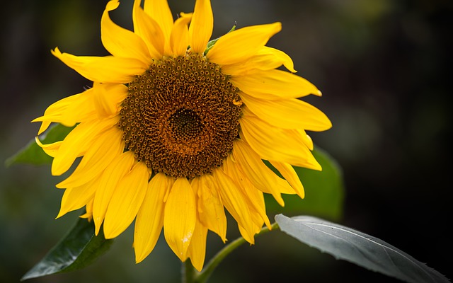 Free download sunflower flower plant petals free picture to be edited with GIMP free online image editor
