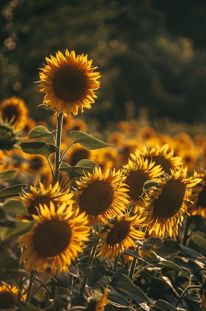 Free download sunflower flowers field summer free picture to be edited with GIMP free online image editor