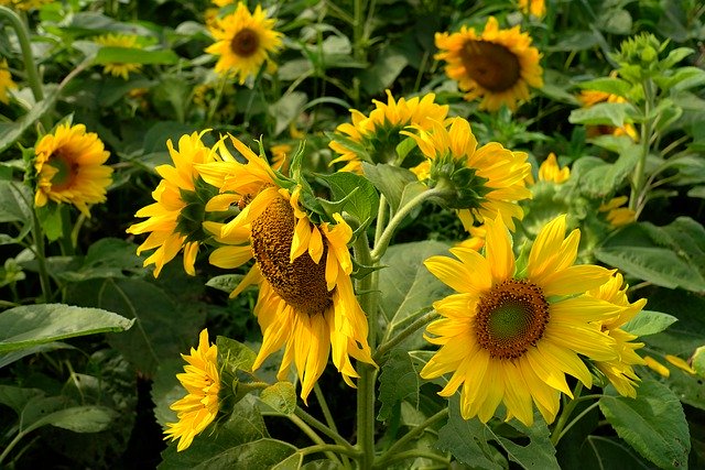 Скачать бесплатно Sunflower Flowers Nature - бесплатное фото или изображение для редактирования с помощью онлайн-редактора GIMP