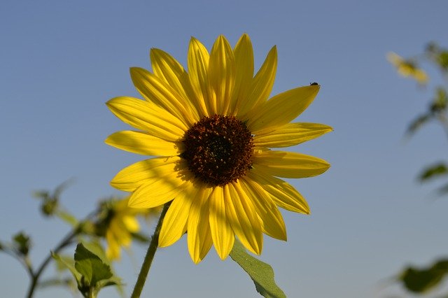 Template Photo Sunflower Flower Solo -  for OffiDocs