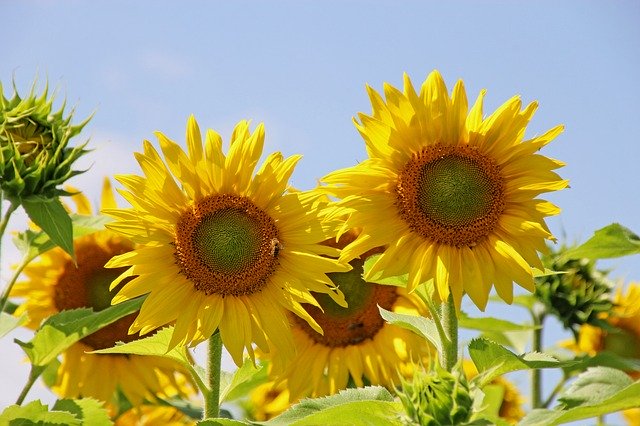 Free download Sunflower Flowers Plant -  free photo or picture to be edited with GIMP online image editor