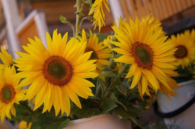 मुफ्त डाउनलोड सूरजमुखी के फूल ग्रीष्मकालीन - जीआईएमपी ऑनलाइन छवि संपादक के साथ संपादित करने के लिए मुफ्त फोटो या तस्वीर