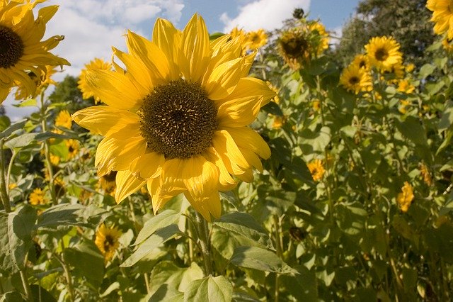 Free picture Sunflower Flowers The Petals -  to be edited by GIMP free image editor by OffiDocs