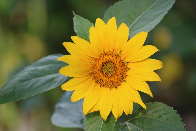 Template Photo Sunflower Flower Summer for OffiDocs