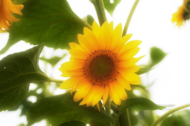 Descarga gratuita Sunflower Flower Sun - foto o imagen gratuita para editar con el editor de imágenes en línea GIMP