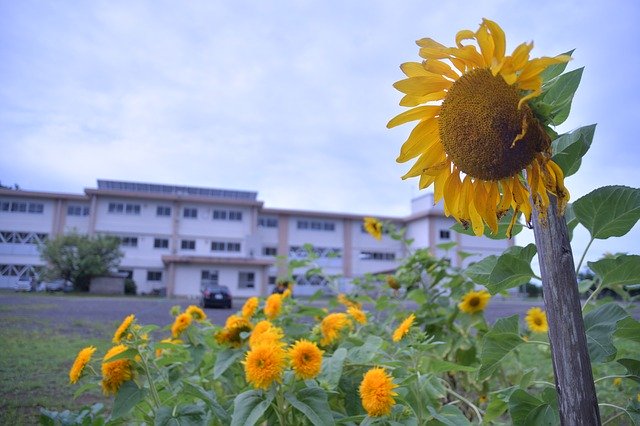 Free download Sunflower Flowers Yellow -  free photo or picture to be edited with GIMP online image editor