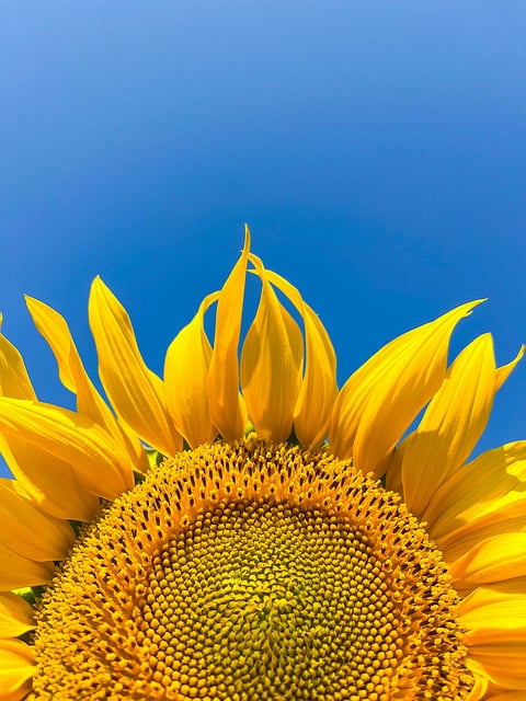 Free download sunflower flower yellow bloom free picture to be edited with GIMP free online image editor