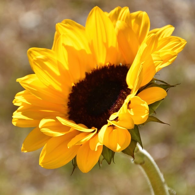 Free download sun flower flower yellow flower free picture to be edited with GIMP free online image editor