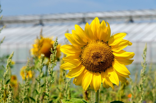 Free download sunflower flower yellow greenhouse free picture to be edited with GIMP free online image editor