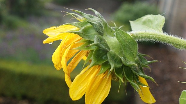 Безкоштовно завантажити Sunflower Garden Button - безкоштовне фото або зображення для редагування в онлайн-редакторі зображень GIMP