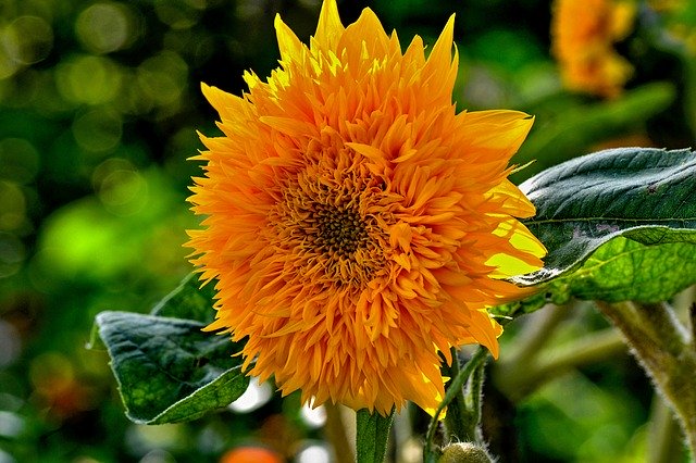 Free download Sunflower Garden Flowers -  free photo or picture to be edited with GIMP online image editor