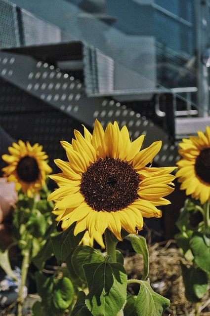 Descărcare gratuită Sunflower Garden Focus - fotografie sau imagini gratuite pentru a fi editate cu editorul de imagini online GIMP