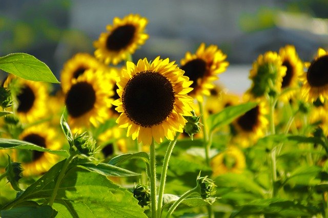 Descarga gratuita Sunflower Happy Japan: foto o imagen gratuita para editar con el editor de imágenes en línea GIMP