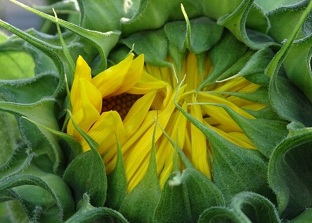 Скачать бесплатно Sunflower Helianthos Yellow - бесплатное фото или изображение для редактирования с помощью онлайн-редактора изображений GIMP