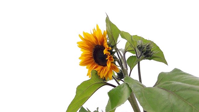 Free download Sunflower Helianthus Annuus Flower -  free photo or picture to be edited with GIMP online image editor
