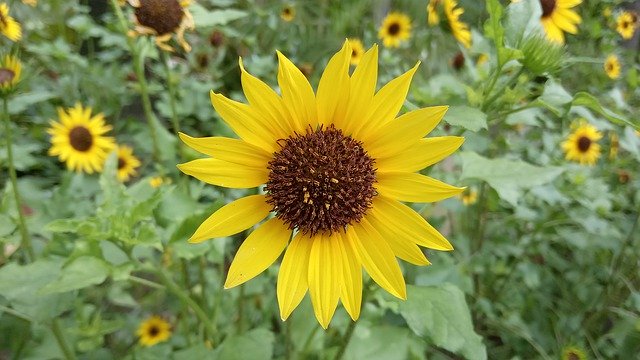 Free download Sunflower Helianthus Yellow Flower -  free photo or picture to be edited with GIMP online image editor