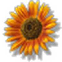 Free picture Sunflower to be edited by GIMP online free image editor by OffiDocs