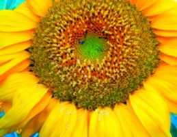 Free download Sunflower in North Dakota free photo or picture to be edited with GIMP online image editor