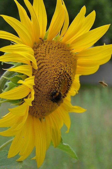 Free picture Sunflower Insect -  to be edited by GIMP free image editor by OffiDocs