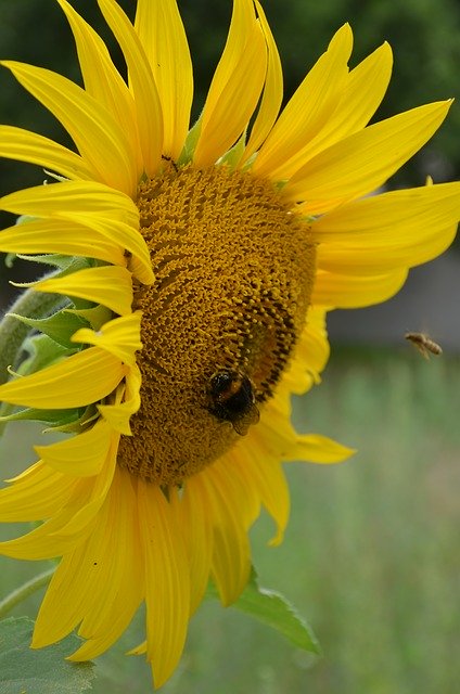 Descarga gratuita Sunflower Insect: foto o imagen gratuita para editar con el editor de imágenes en línea GIMP