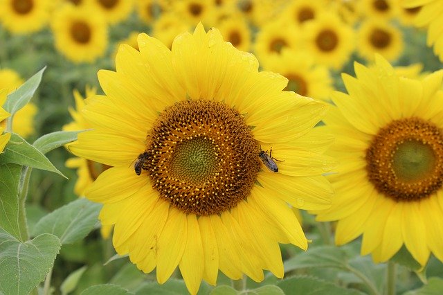 Descarga gratuita Pétalos de insecto de girasol: foto o imagen gratuita para editar con el editor de imágenes en línea GIMP