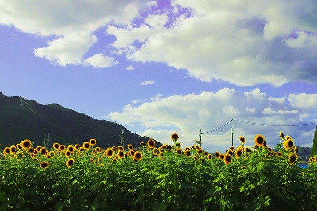 Free picture Sunflower Japan -  to be edited by GIMP free image editor by OffiDocs