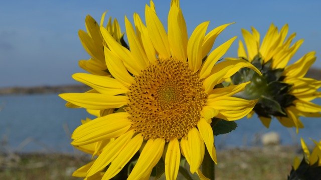 تحميل مجاني Sunflower Lake Water - صورة مجانية أو صورة ليتم تحريرها باستخدام محرر الصور عبر الإنترنت GIMP