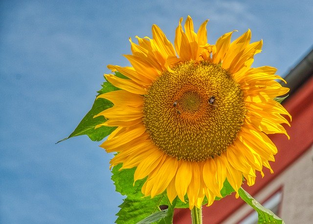 Unduh gratis Sunflower Large Blossom - foto atau gambar gratis untuk diedit dengan editor gambar online GIMP