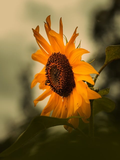 Free download sunflower leaves petals bee garden free picture to be edited with GIMP free online image editor
